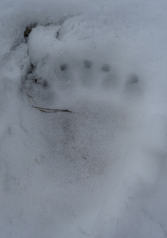 orme di orso su neve.......(Ursus arctos)